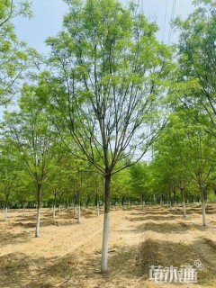 40公分国槐
