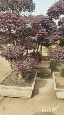 10公分造型红花继木桩