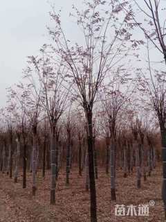 14公分红花洋槐