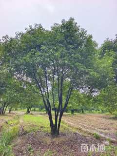 10公分(5杆)丛生香樟