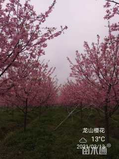 11公分红粉佳人樱