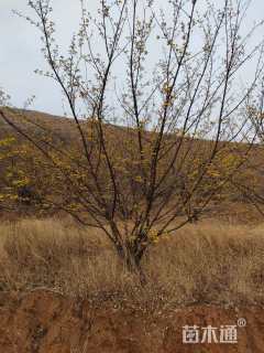 高度350厘米山茱萸