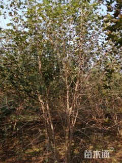 高度500厘米丛生五角枫