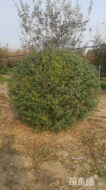 冠幅200厘米小叶女贞球