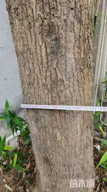 35公分香樟