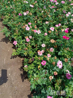 35厘米安吉拉月季