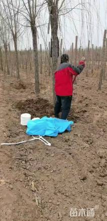 16公分嫁接垂柳