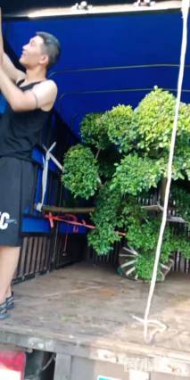 高度180厘米小叶女贞