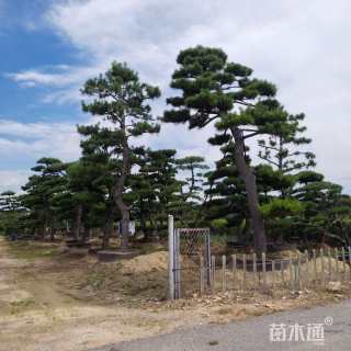 28公分造型油松