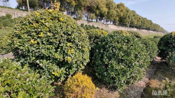 冠幅120厘米金森女贞球