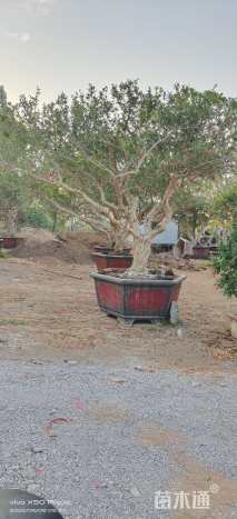 高度400厘米石榴