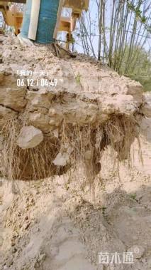 12公分亚当海棠