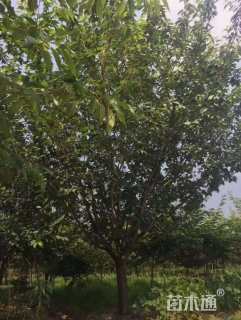 15公分染井吉野樱