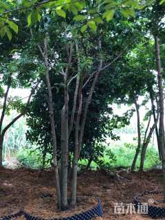 35公分红果冬青