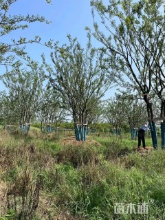 60公分(4杆)丛生朴树