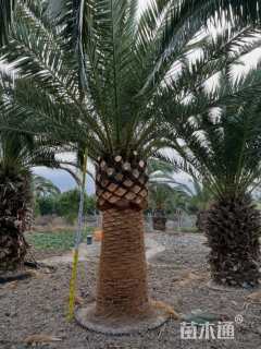高度410厘米加拿利枣椰