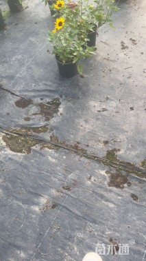 高度30厘米向日葵