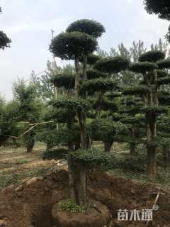 50公分对节白蜡