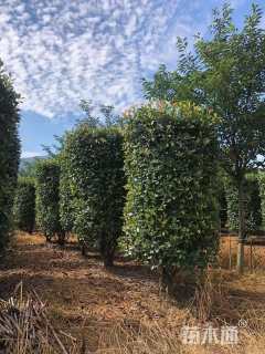 高度280厘米红叶石楠柱