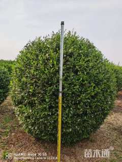 高度150厘米水蜡球