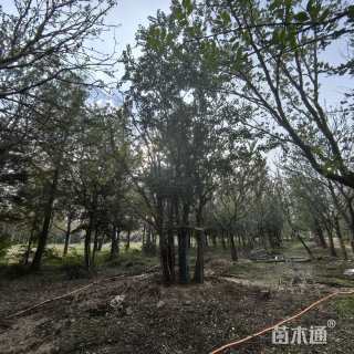 20公分(4杆)丛生朴树