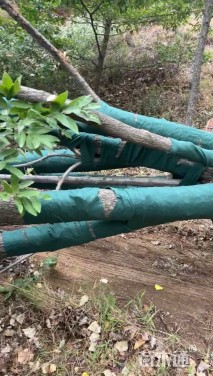 高度700厘米丛生蒙古栎