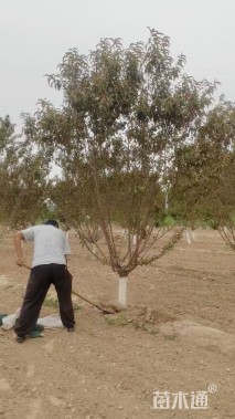 15公分红叶碧桃