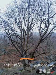 30公分二乔玉兰