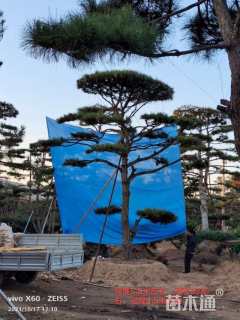 高度50厘米油松