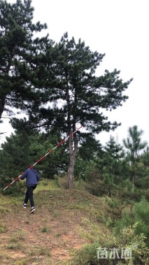高度900厘米油松
