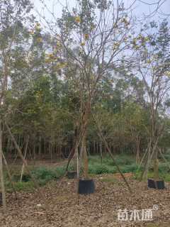 14公分黄花风铃木