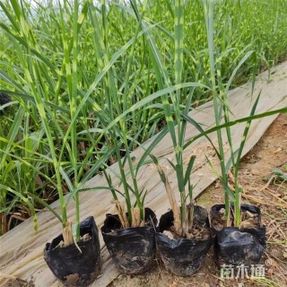 高度40厘米斑叶芒