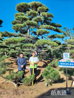 高度400厘米油松