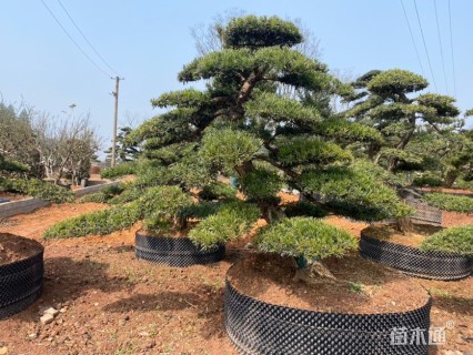 移栽苗造型罗汉松