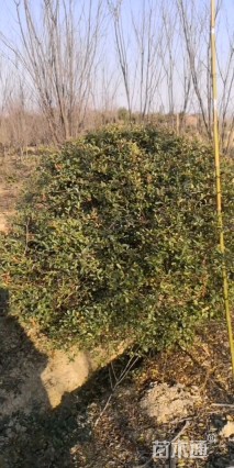 冠幅300厘米火棘球