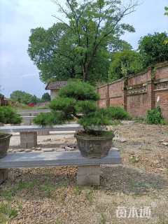 15公分造型黑松