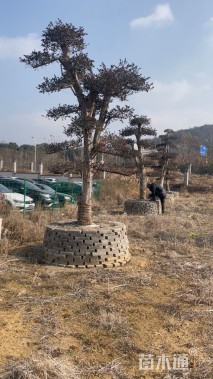 高度400厘米红花继木