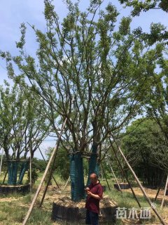 120公分丛生朴树