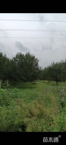 20公分北美海棠