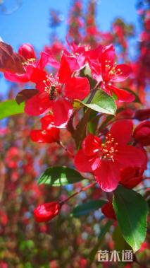 12公分绚丽海棠