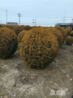 冠幅200厘米亮晶女贞球