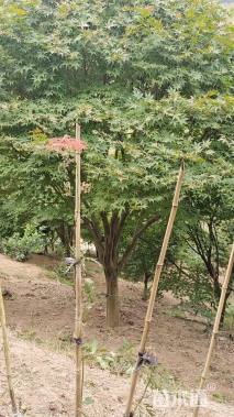 19公分中国红枫