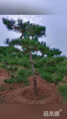 10公分造型黑松