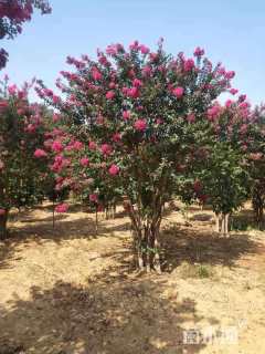 高度600厘米丛生紫薇