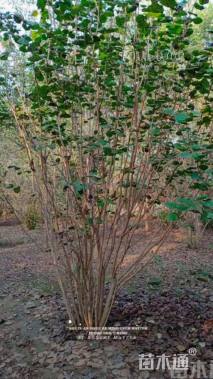 高度700厘米丛生白蜡