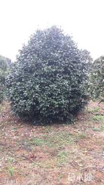 高度350厘米耐冬茶花