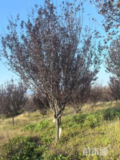 移栽苗绚丽海棠