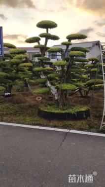 20公分造型榆树