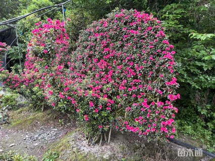 高度240厘米杜鹃