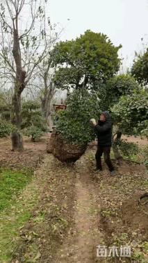 高度180厘米黄杨